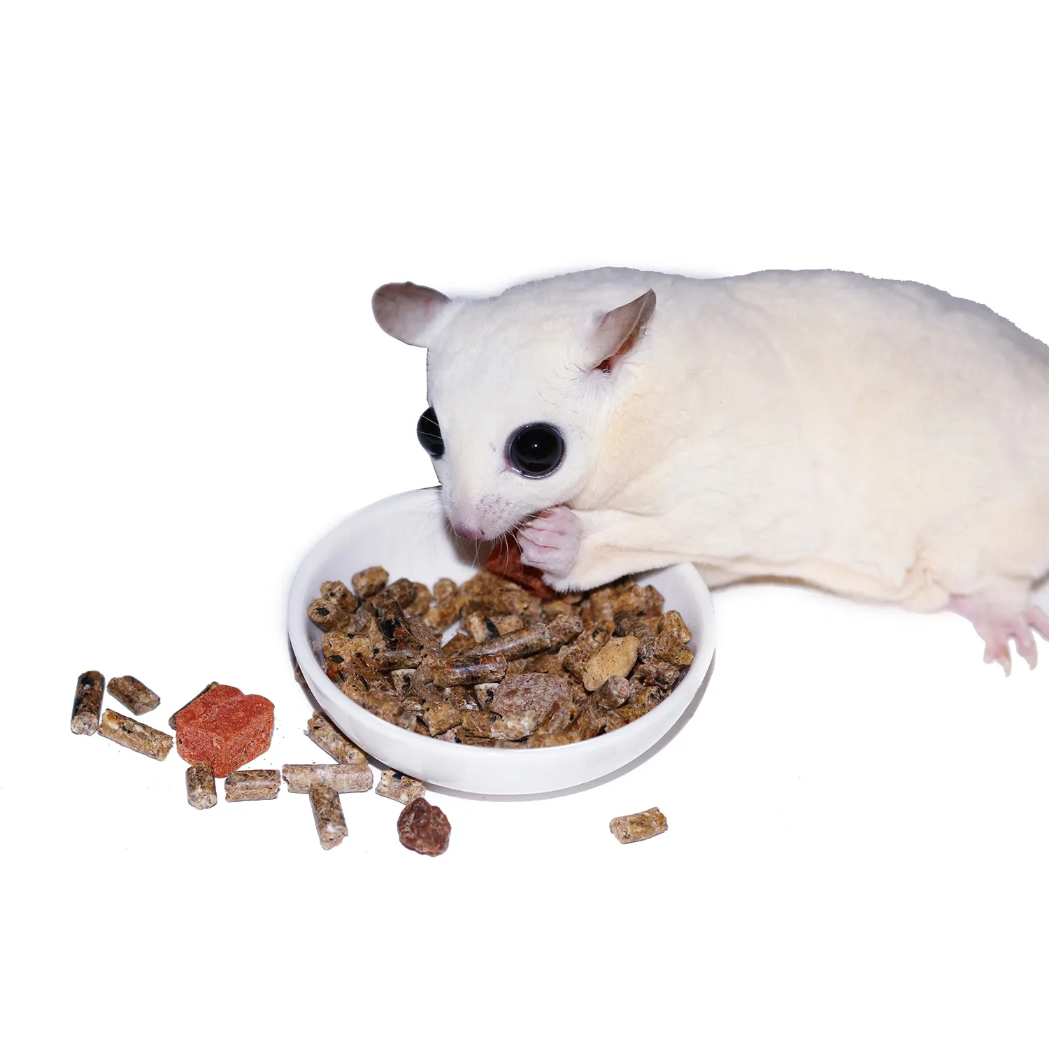 Glider Complete Sugar Glider Food