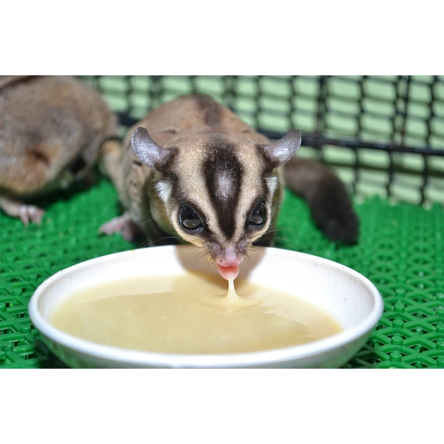 HPW Sugar Glider Food