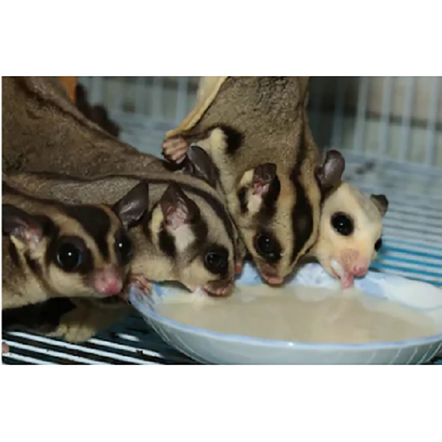 HPW Sugar Glider Food