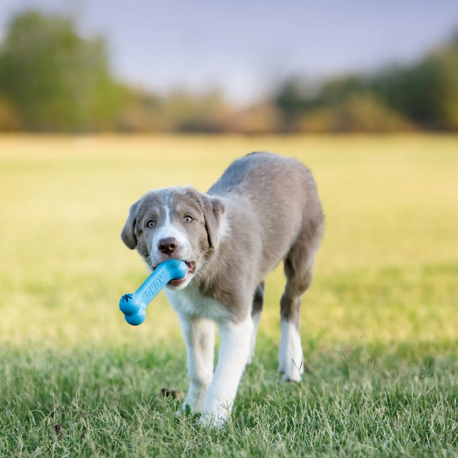 KONG® Puppy Goodie Bone™ Small