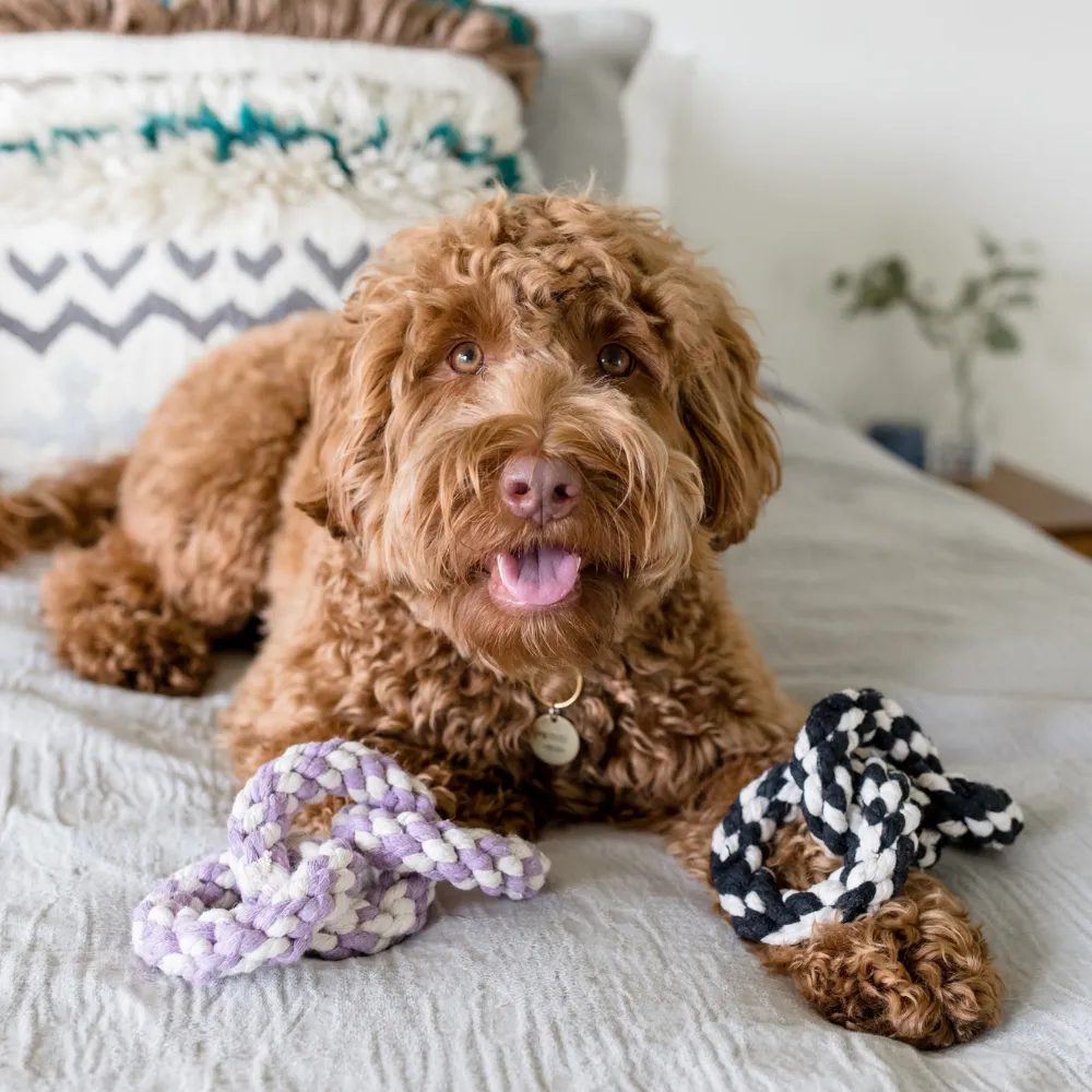 Striped Tri-Ring Rope Dog Toy